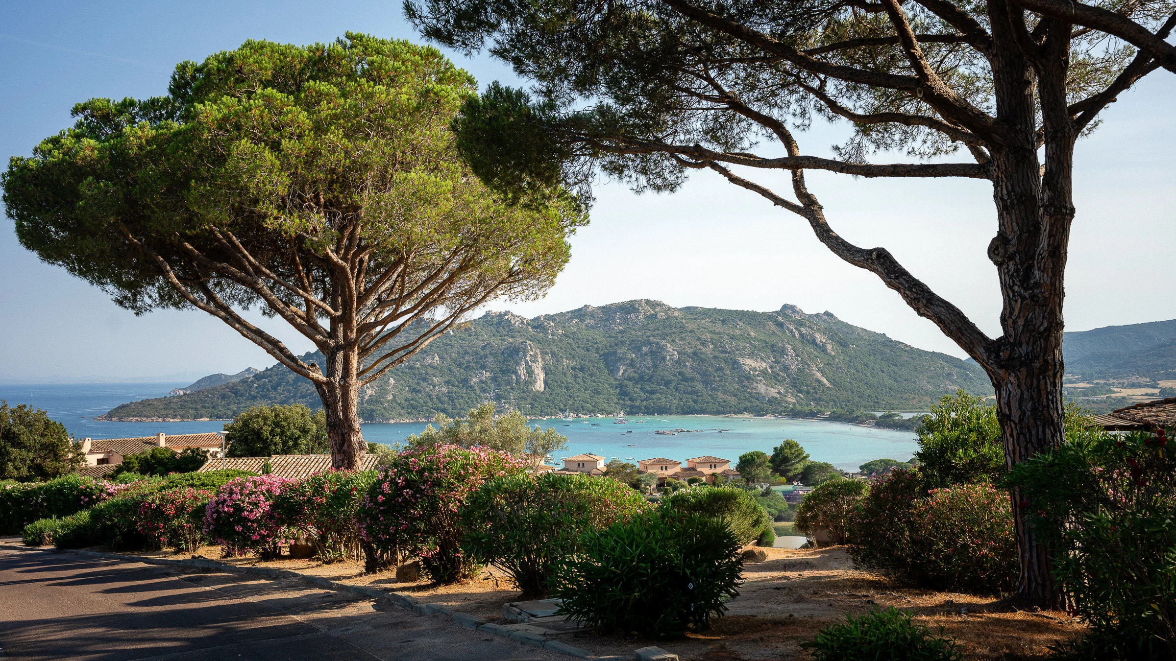 La baie de Santa Giulia vue à travers les pins parasols